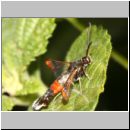 Synanthedon formicaeformis - Glasfluegler 11.jpg